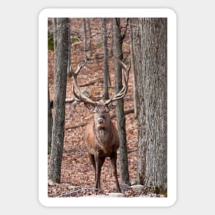 Bull Red Deer Sticker